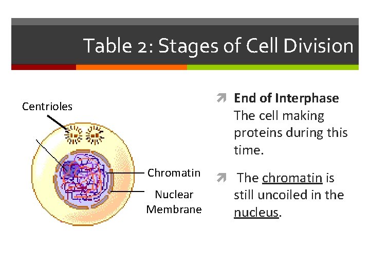 Table 2: Stages of Cell Division End of Interphase Centrioles The cell making proteins
