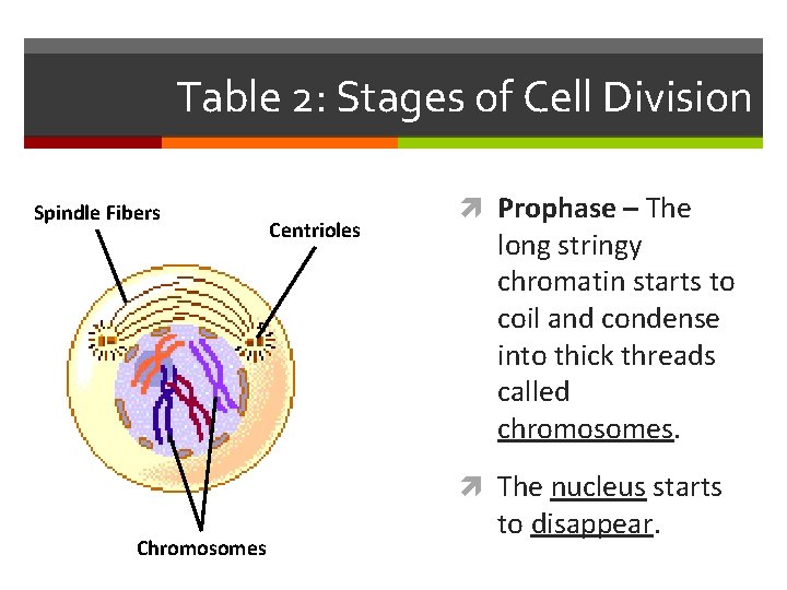 Table 2: Stages of Cell Division Spindle Fibers Centrioles Prophase – The long stringy