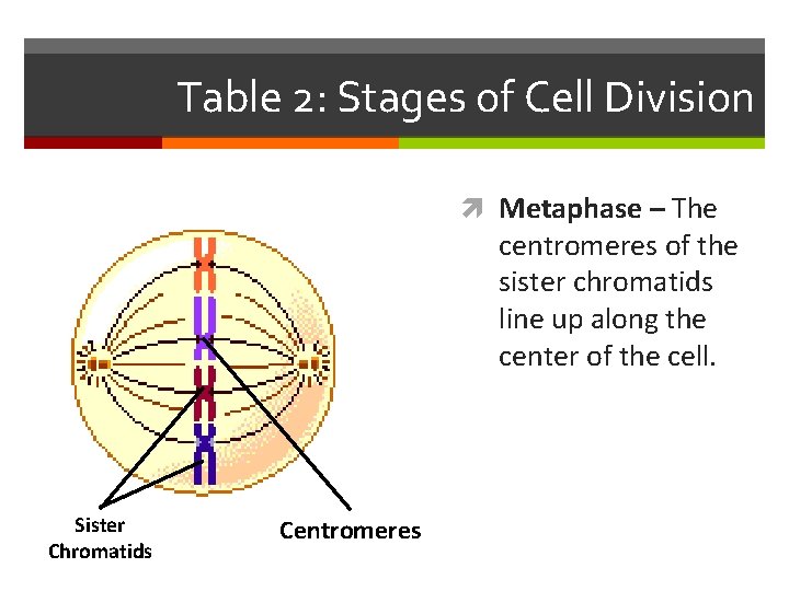 Table 2: Stages of Cell Division Metaphase – The centromeres of the sister chromatids