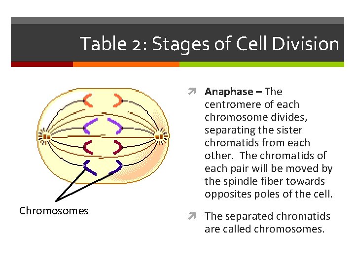 Table 2: Stages of Cell Division Anaphase – The centromere of each chromosome divides,