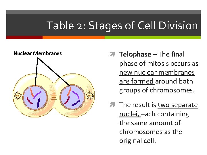 Table 2: Stages of Cell Division Nuclear Membranes Telophase – The final phase of