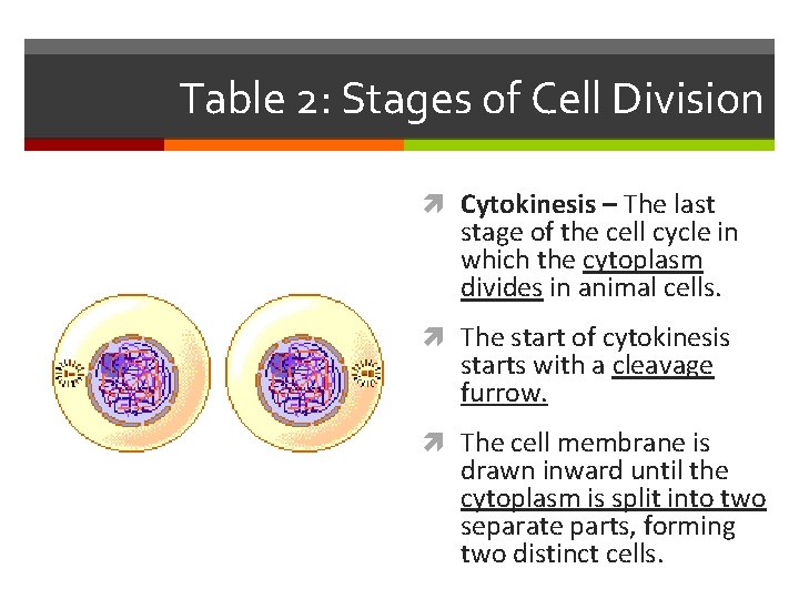 Table 2: Stages of Cell Division Cytokinesis – The last stage of the cell