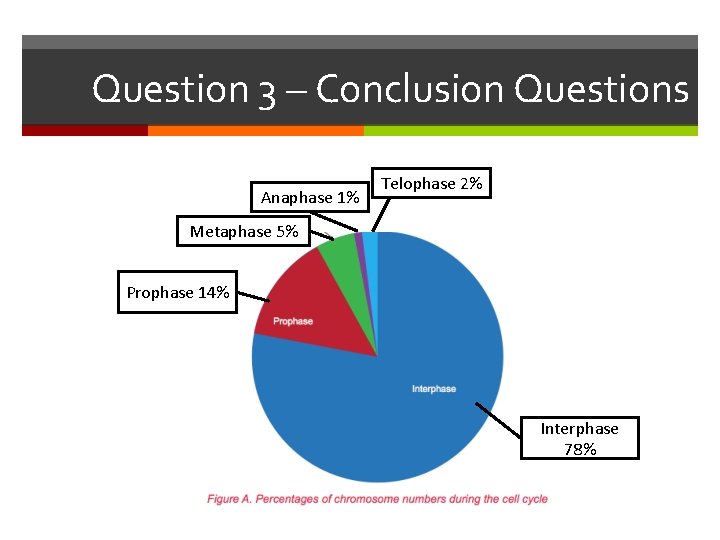 Question 3 – Conclusion Questions Anaphase 1% Telophase 2% Metaphase 5% Prophase 14% Interphase