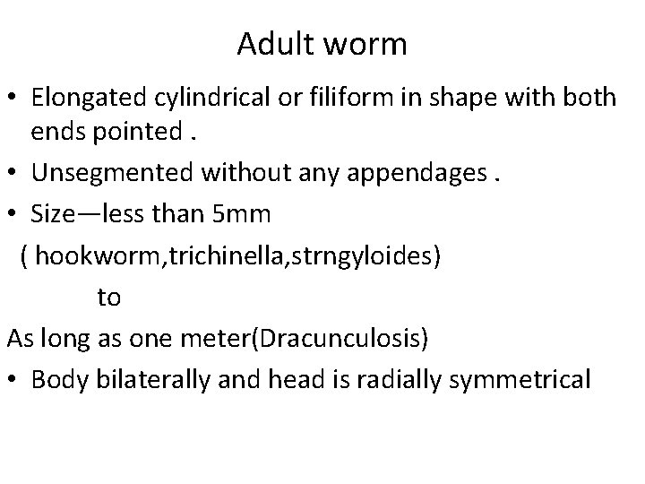 Adult worm • Elongated cylindrical or filiform in shape with both ends pointed. •