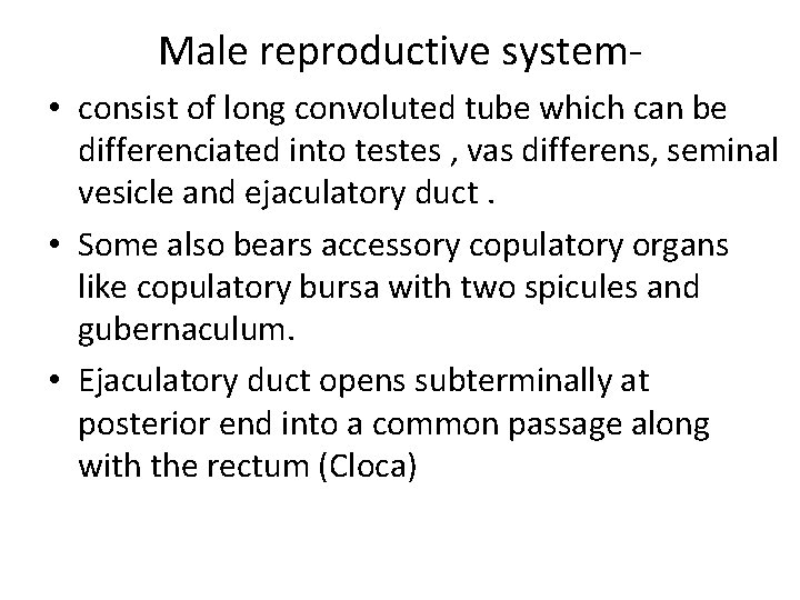 Male reproductive system • consist of long convoluted tube which can be differenciated into