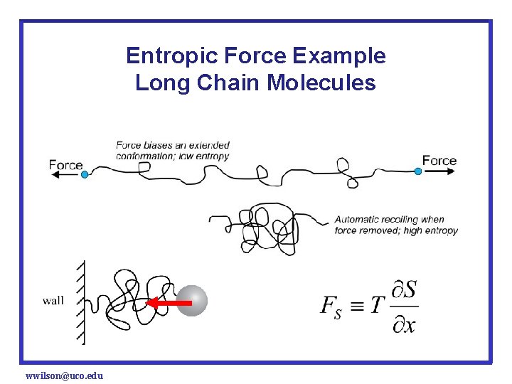 Entropic Force Example Long Chain Molecules wwilson@uco. edu 
