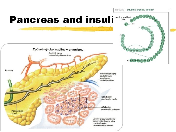 Pancreas and insulin 