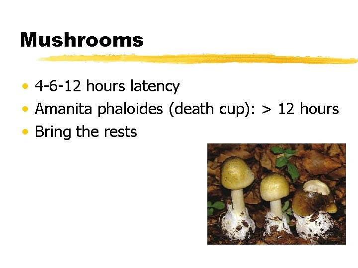 Mushrooms • 4 -6 -12 hours latency • Amanita phaloides (death cup): > 12