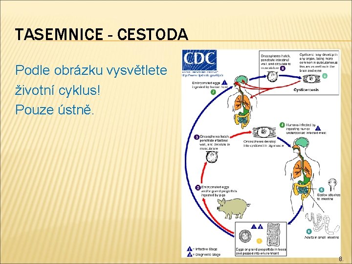 TASEMNICE - CESTODA Podle obrázku vysvětlete životní cyklus! Pouze ústně. 8. 