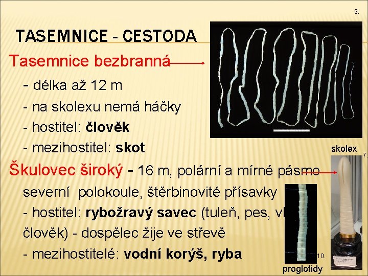 9. TASEMNICE - CESTODA Tasemnice bezbranná - délka až 12 m - na skolexu