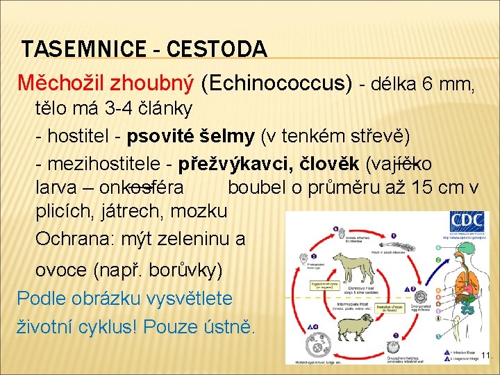 TASEMNICE - CESTODA Měchožil zhoubný (Echinococcus) - délka 6 mm, tělo má 3 -4