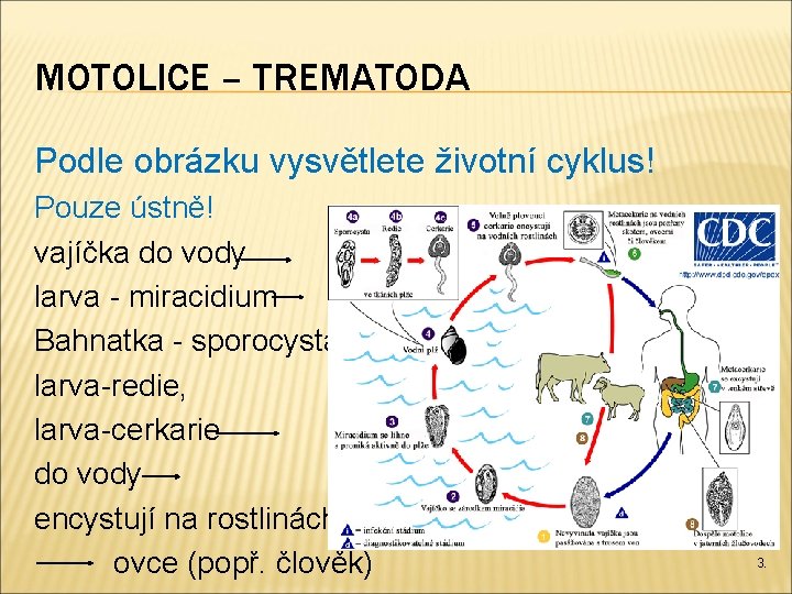 MOTOLICE – TREMATODA Podle obrázku vysvětlete životní cyklus! Pouze ústně! vajíčka do vody larva