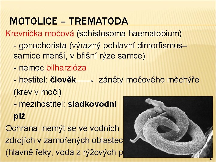 MOTOLICE – TREMATODA Krevnička močová (schistosoma haematobium) - gonochorista (výrazný pohlavní dimorfismus– samice menší,