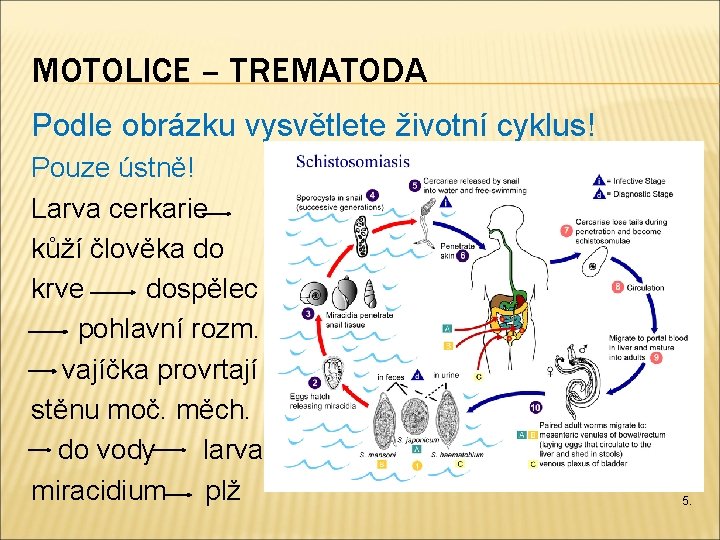 MOTOLICE – TREMATODA Podle obrázku vysvětlete životní cyklus! Pouze ústně! Larva cerkarie kůží člověka