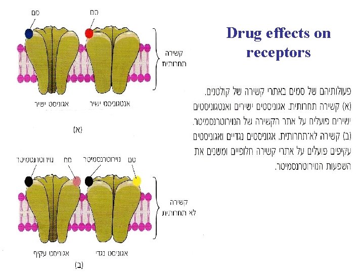 Drug effects on receptors 