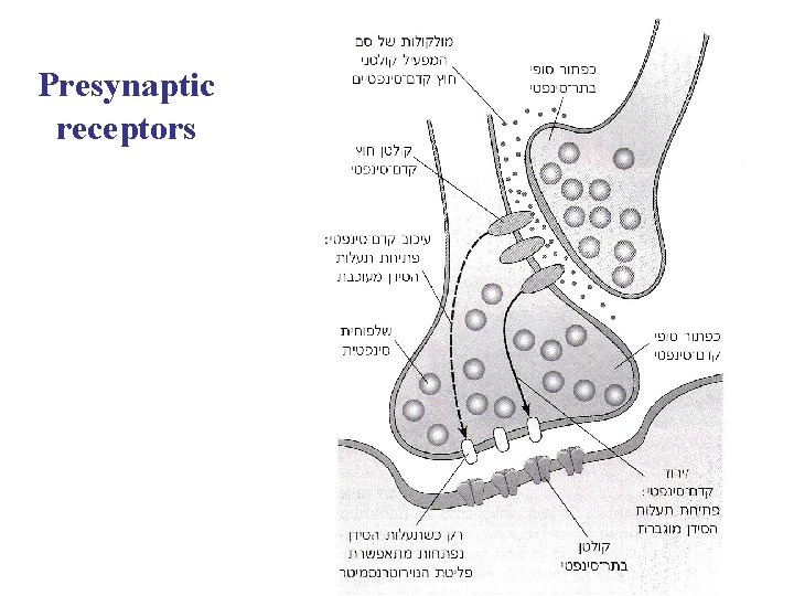 Presynaptic receptors 