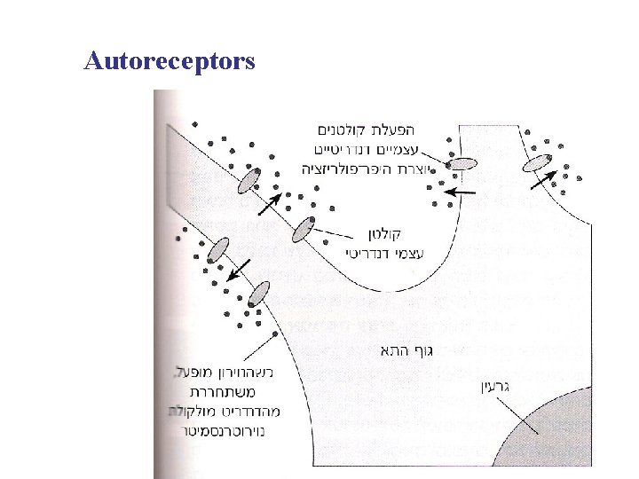 Autoreceptors 