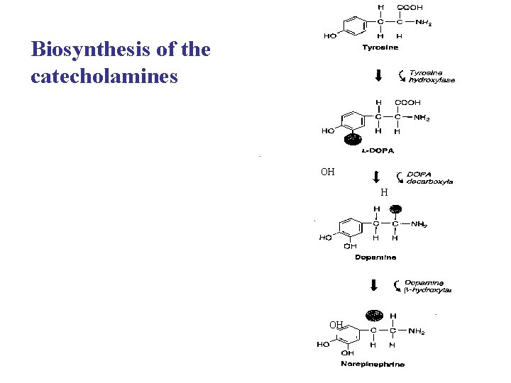 Biosynthesis of the catecholamines OH H OH 