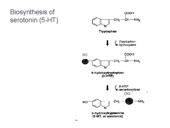 Biosynthesis of serotonin (5 -HT) HO CH 2 