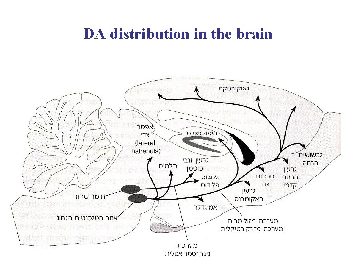 DA distribution in the brain 