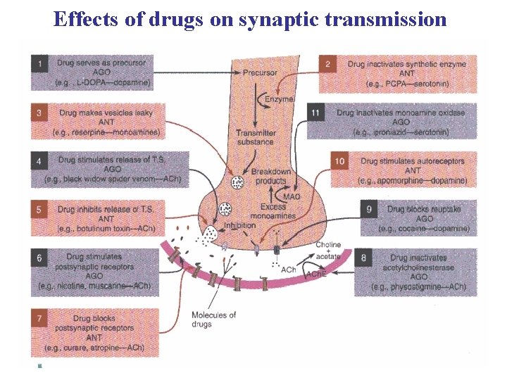 Effects of drugs on synaptic transmission 