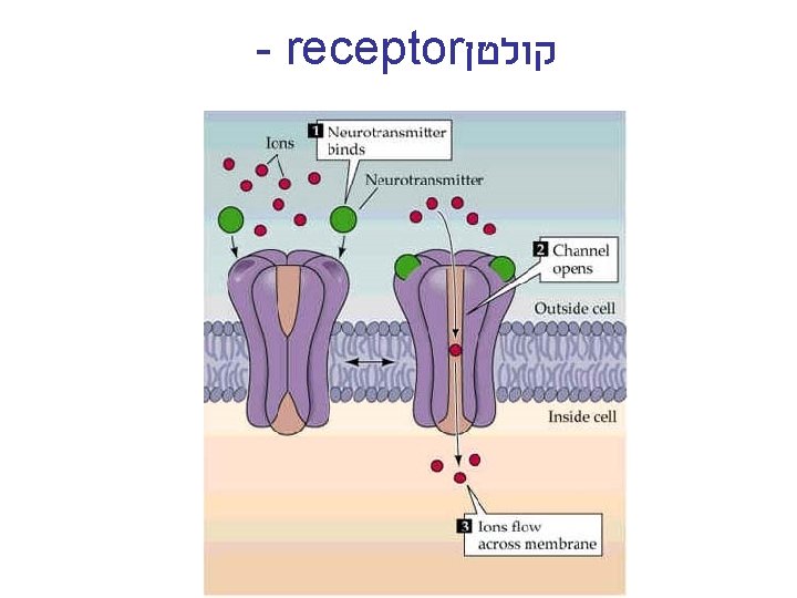 - receptor קולטן 