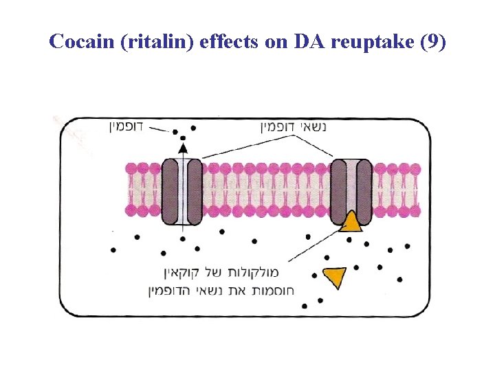 Cocain (ritalin) effects on DA reuptake (9) 
