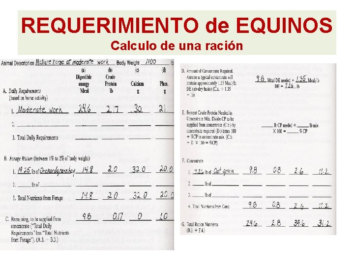 REQUERIMIENTO de EQUINOS Calculo de una ración REQUERIMIENTO de EQUINOS Calculo de una ración