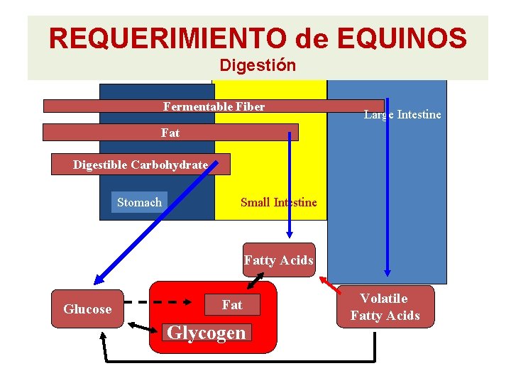 REQUERIMIENTO de EQUINOS Digestión Fermentable Fiber Large Intestine Fat Digestible Carbohydrate Stomach Small Intestine REQUERIMIENTO de EQUINOS Digestión Fermentable Fiber Large Intestine Fat Digestible Carbohydrate Stomach Small Intestine
