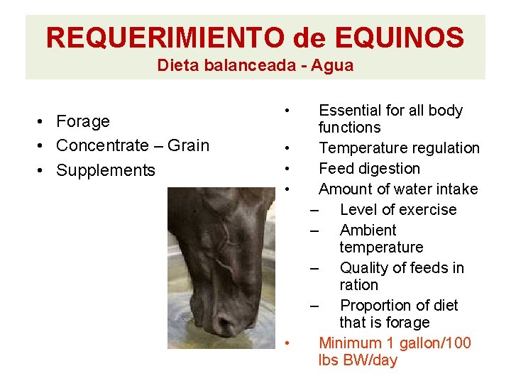REQUERIMIENTO de EQUINOS Dieta balanceada - Agua • Forage • Concentrate – Grain • REQUERIMIENTO de EQUINOS Dieta balanceada - Agua • Forage • Concentrate – Grain •