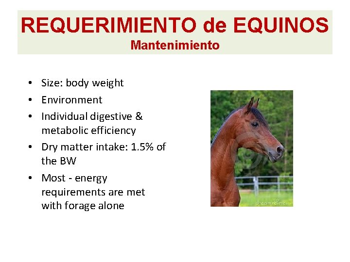 REQUERIMIENTO de EQUINOS Mantenimiento • Size: body weight • Environment • Individual digestive & REQUERIMIENTO de EQUINOS Mantenimiento • Size: body weight • Environment • Individual digestive &