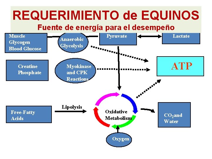 REQUERIMIENTO de EQUINOS Fuente de energía para el desempeño Muscle Glycogen Blood Glucose Creatine REQUERIMIENTO de EQUINOS Fuente de energía para el desempeño Muscle Glycogen Blood Glucose Creatine