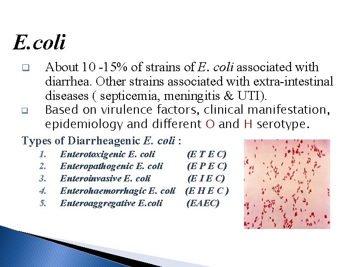 E. coli q About 10 -15% of strains of E. coli associated with diarrhea.