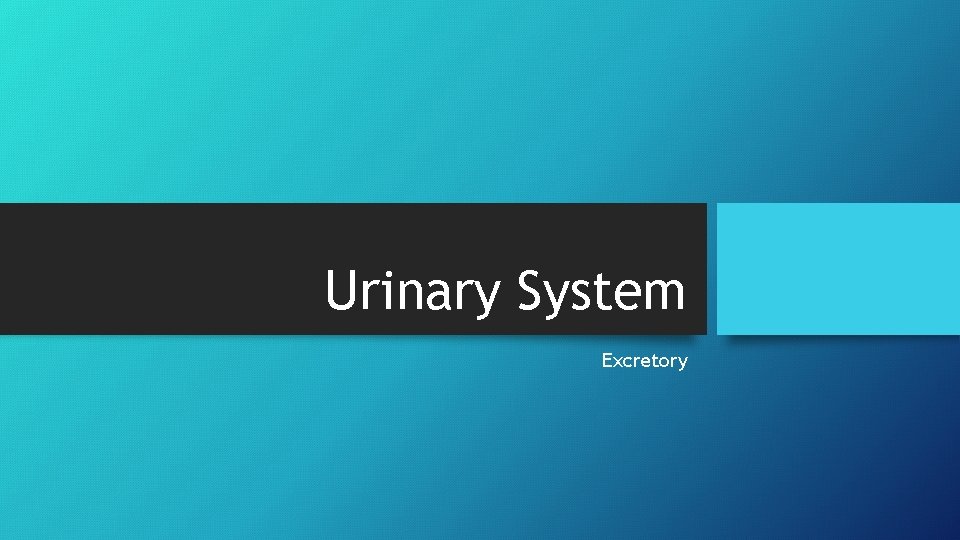 Urinary System Excretory 