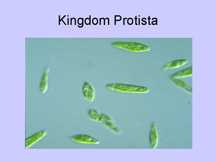 Kingdom Protista 