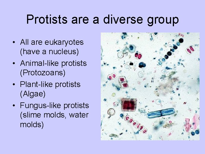 Protists are a diverse group • All are eukaryotes (have a nucleus) • Animal-like