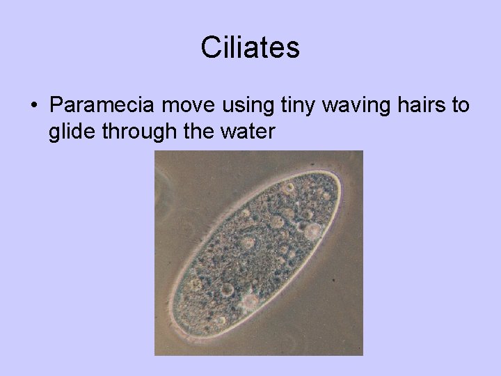 Ciliates • Paramecia move using tiny waving hairs to glide through the water 