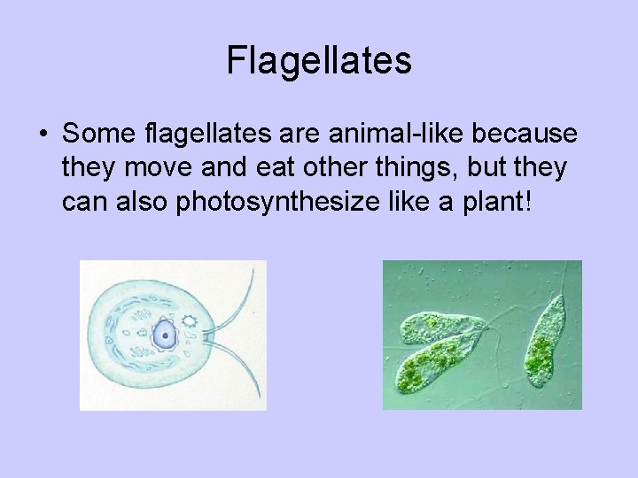 Flagellates • Some flagellates are animal-like because they move and eat other things, but