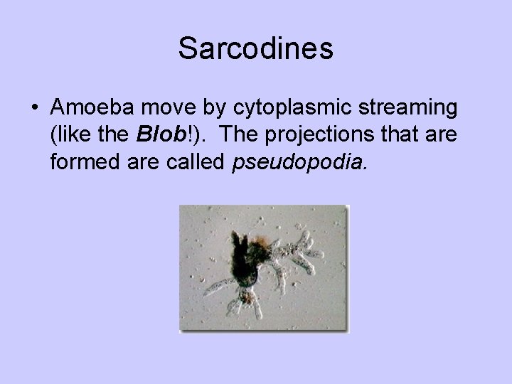 Sarcodines • Amoeba move by cytoplasmic streaming (like the Blob!). The projections that are