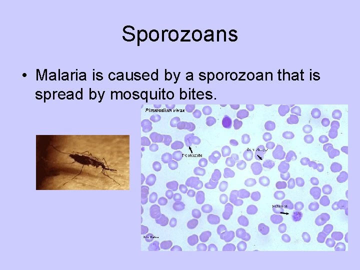 Sporozoans • Malaria is caused by a sporozoan that is spread by mosquito bites.