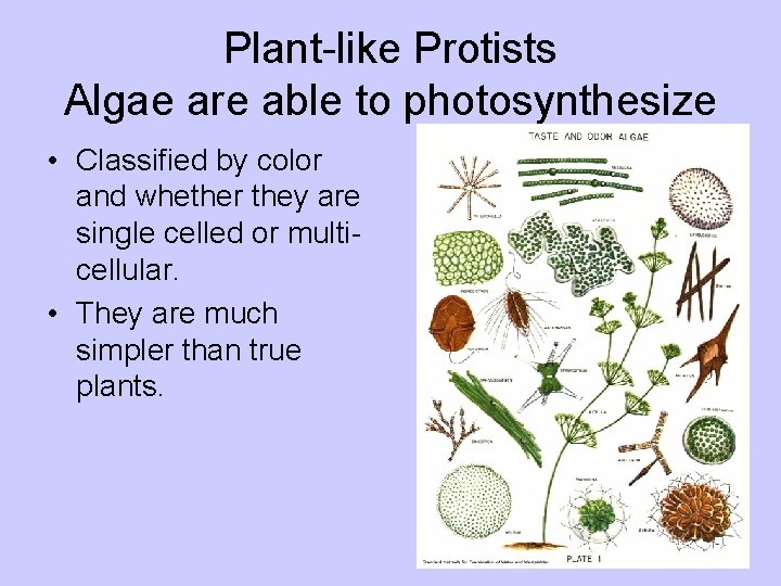 Plant-like Protists Algae are able to photosynthesize • Classified by color and whether they