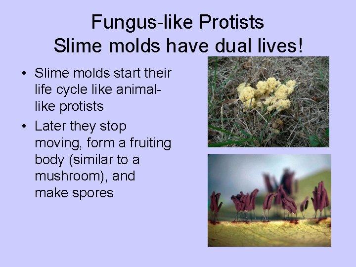 Fungus-like Protists Slime molds have dual lives! • Slime molds start their life cycle