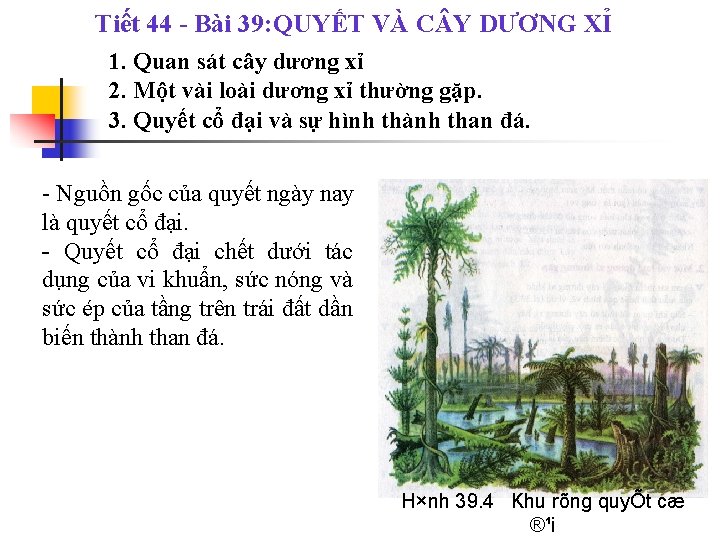 Tiết 44 - Bài 39: QUYẾT VÀ C Y DƯƠNG XỈ 1. Quan sát