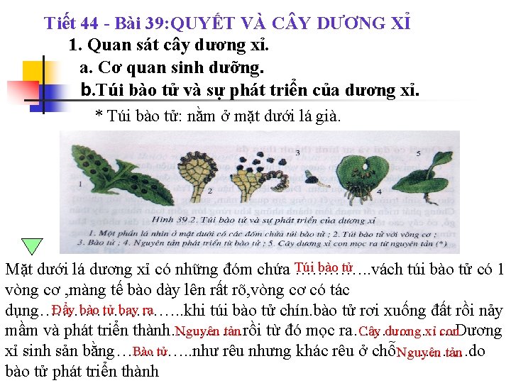 Tiết 44 - Bài 39: QUYẾT VÀ C Y DƯƠNG XỈ 1. Quan sát