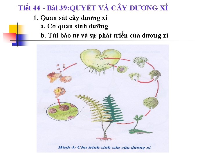 Tiết 44 - Bài 39: QUYẾT VÀ C Y DƯƠNG XỈ 1. Quan sát