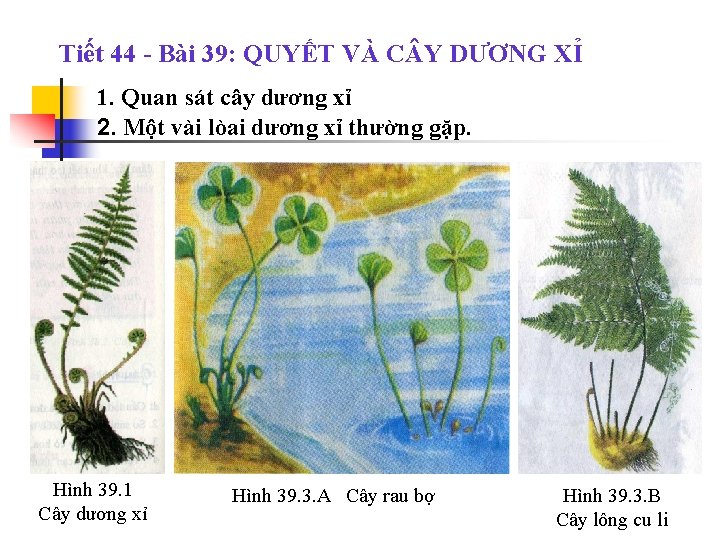 Tiết 44 - Bài 39: QUYẾT VÀ C Y DƯƠNG XỈ 1. Quan sát