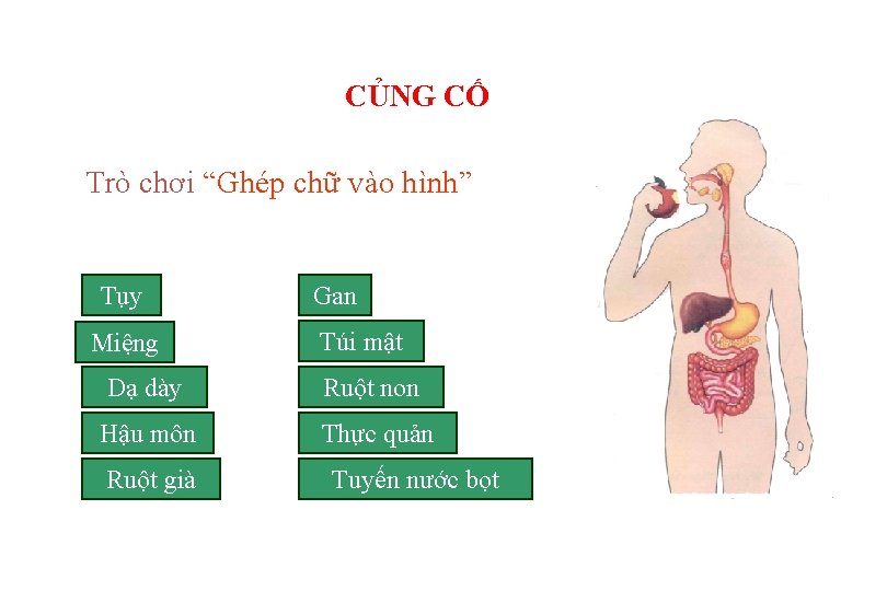 CỦNG CỐ Trò chơi “Ghép chữ vào hình” Tụy Miệng Gan Túi mật Dạ