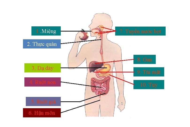 1. . Miệng 7. Tuyến nước bọt 2. Thực quản 8. Gan 3. Dạ