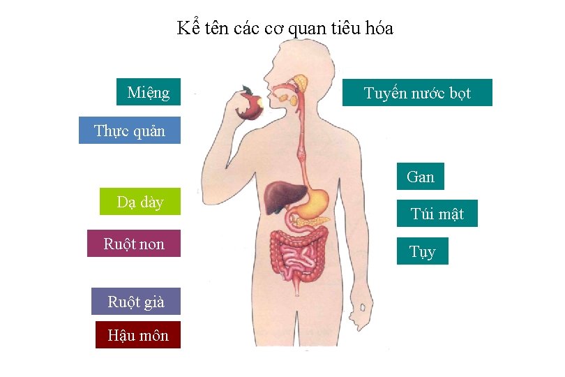 Kể tên các cơ quan tiêu hóa Miệng Tuyến nước bọt Thực quản Gan