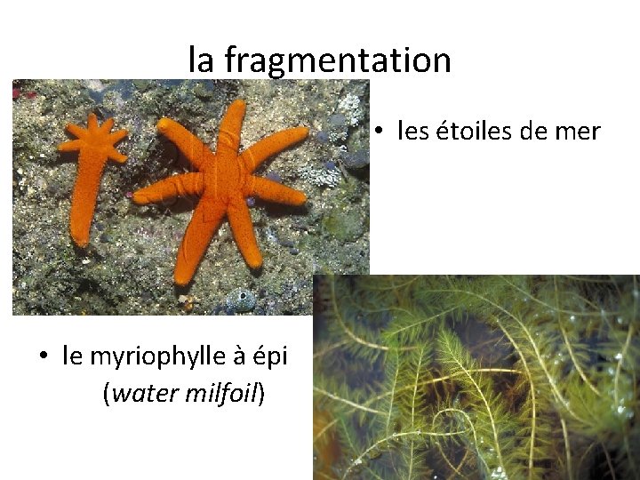 la fragmentation • les étoiles de mer • le myriophylle à épi (water milfoil)